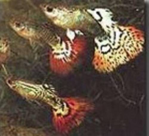 guppys