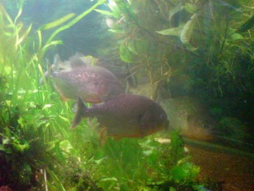  piranha event liter becken