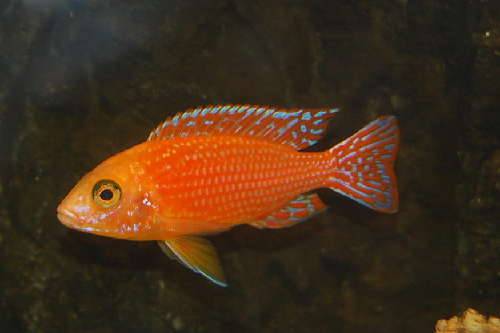 buntbarsche aus hobbyzucht nur ausgew�hlte tiere