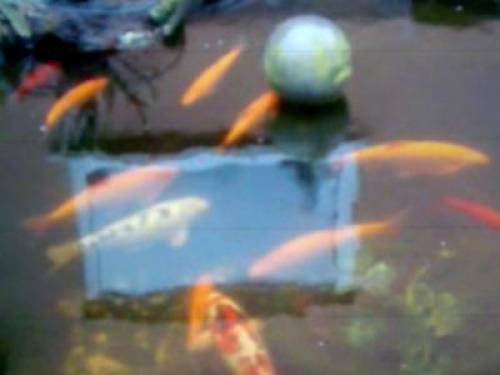 koi goldorfen