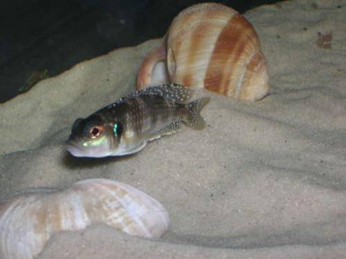 lamprologus meleagris schneckenbuntbarsch