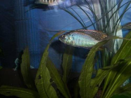 lethrinops lethrinus