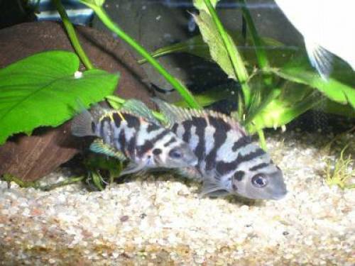 cichlasoma nigrofasciatum zebrabuntbarsche