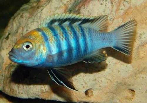 cynotilapia afra cobue