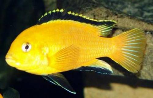 labidochromis caeruleus yellow