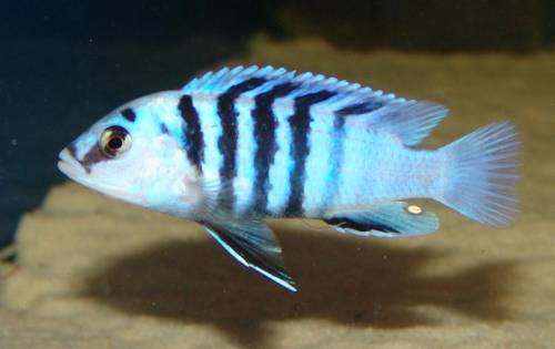 labidochromis chisumulae