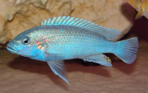 melanochromis lepidophage