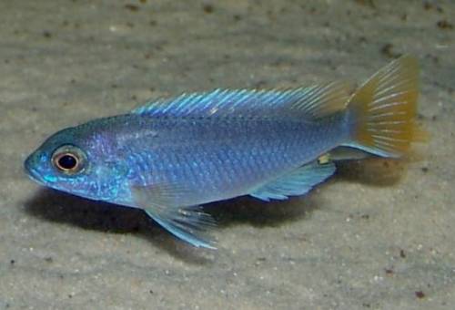 pseudotropheus acei yellow fin