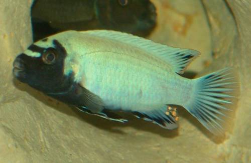 pseudotropheus polit