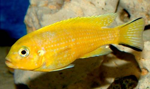 pseudotropheus daktari