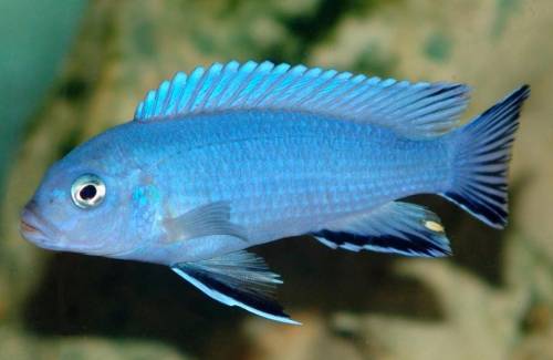 pseudotropheus socolofi thumbi point