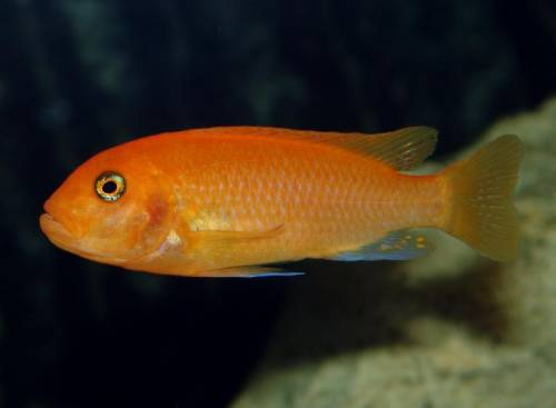 maylandia estherae red