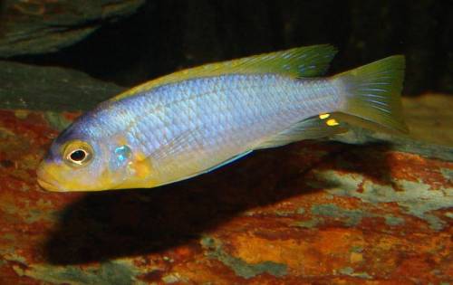 maylandia aurora likoma