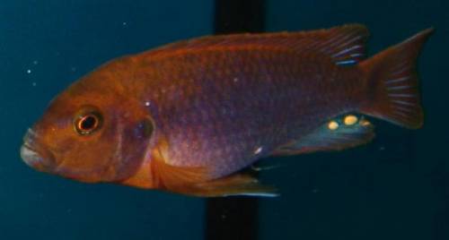 iodotropheus sprengerae