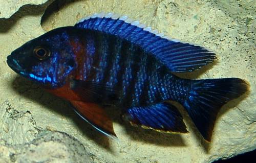 aulonocara hansbaenschi