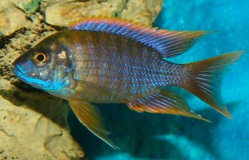 aulonocara lwanda chiwindi