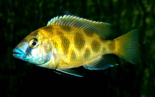 nimbochromis venustus