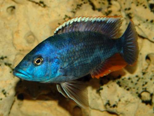 nimbochromis livingstonii