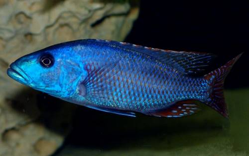 nimbochromis fuscotaeniatus