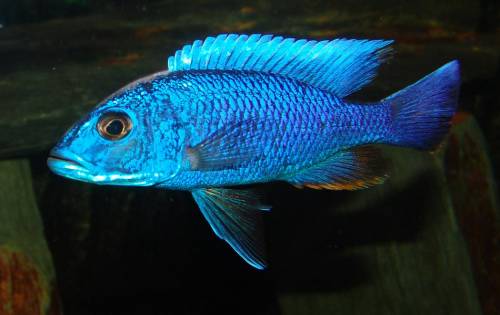 sciaenochromis fryeri ahli