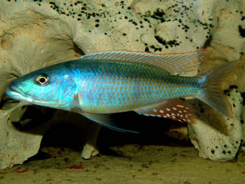 champsochromis caeruleus