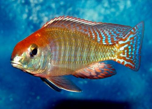 lethrinops sp red cap itungi
