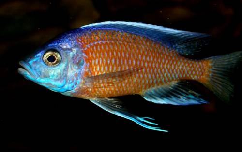 copadichromis borleyi kadango