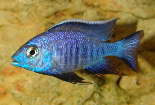 copadichromis azureus mbenji