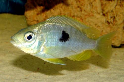 copadichromis pleurostigma