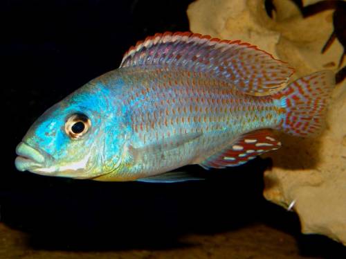 chilotilapia euchilus