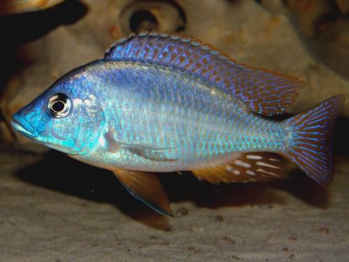 mylochromis melanotaenia