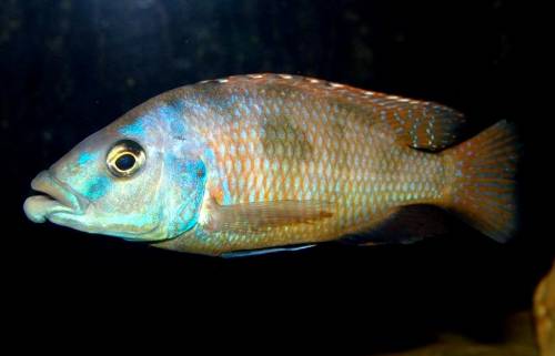 placidochromis milomo
