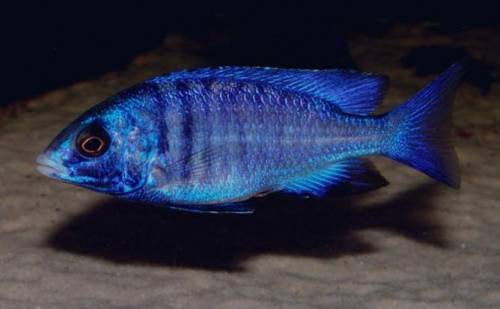 placidochromis phenochilus mdoka