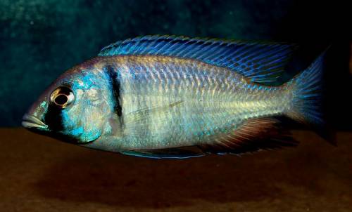 placidochromis elektra
