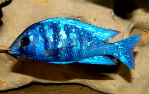 placidochromis phenochilus tanzania