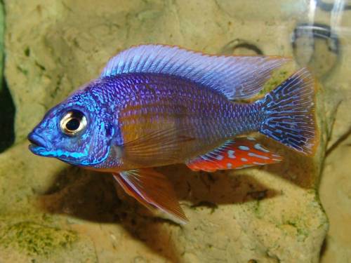 protomelas sp steveni taiwan reef