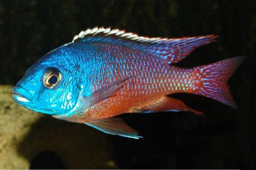 protomelas taeniolatus namalenje