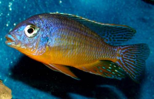 protomelas taeniolatus eastern