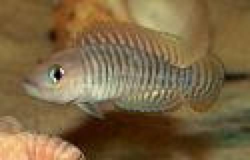 neolamprologus multifasciatus