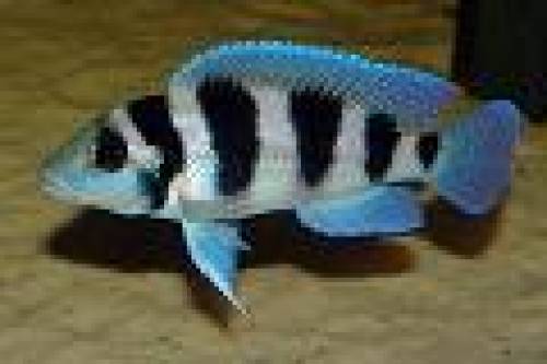 neolamprologus tretocephalus