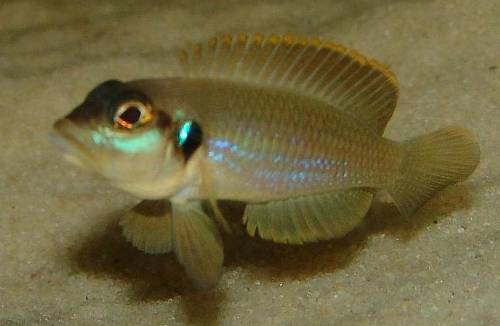 neolamprologus ocelatus