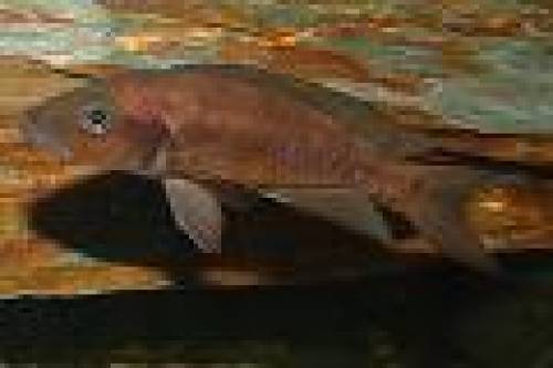 neolamprologus furcifer