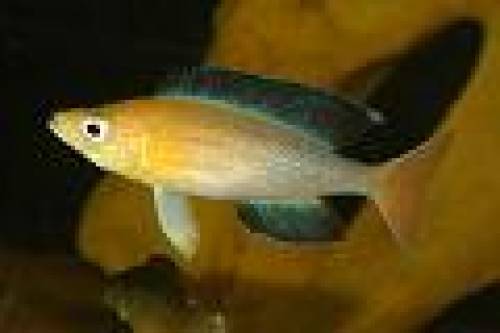 cyprichromis leptosoma tricolor