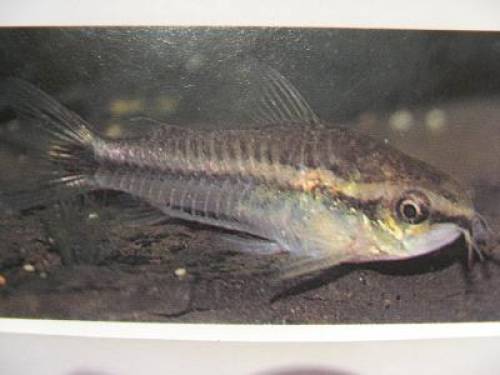 zwergpanzerwelse corydoras pygmaeus