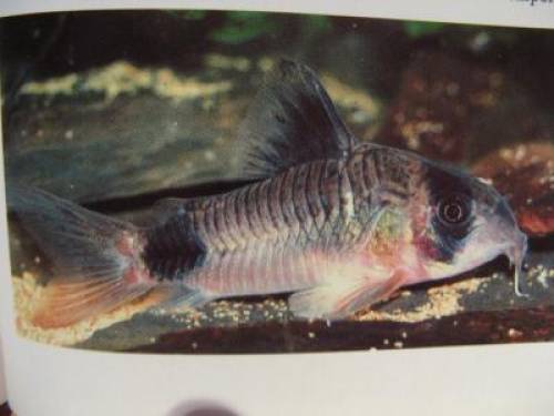 panda panzerwels corydoras