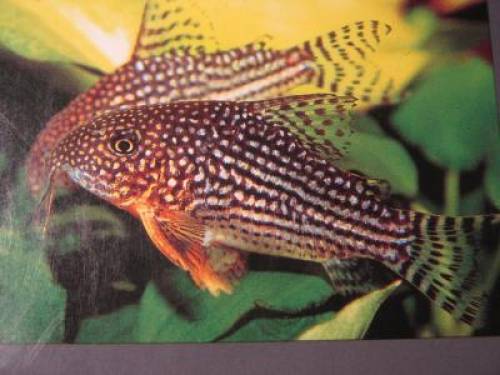 sterbai panzerwels corydoras