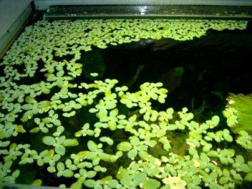 muschelblume der schadstoffmagnet algenkiller im aquarium