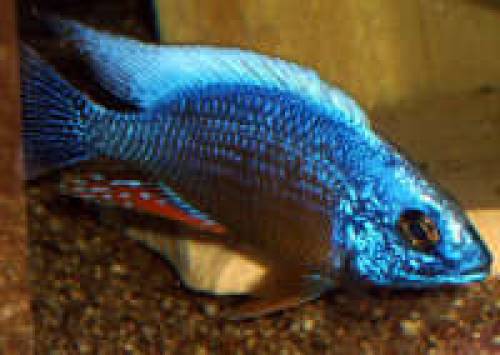 protomelas taiwan reef