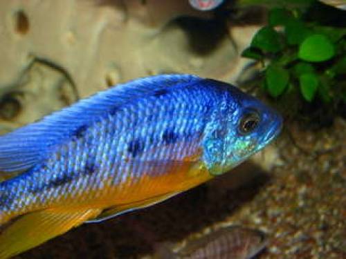 protomelas spilonotus tansania