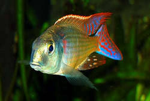 letrinops marginatus red fin